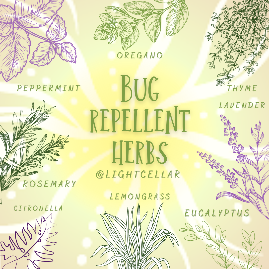 Bug repellent hot sale herbs