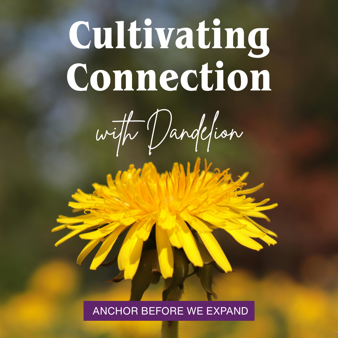 Cultivating Connection with Dandelion
