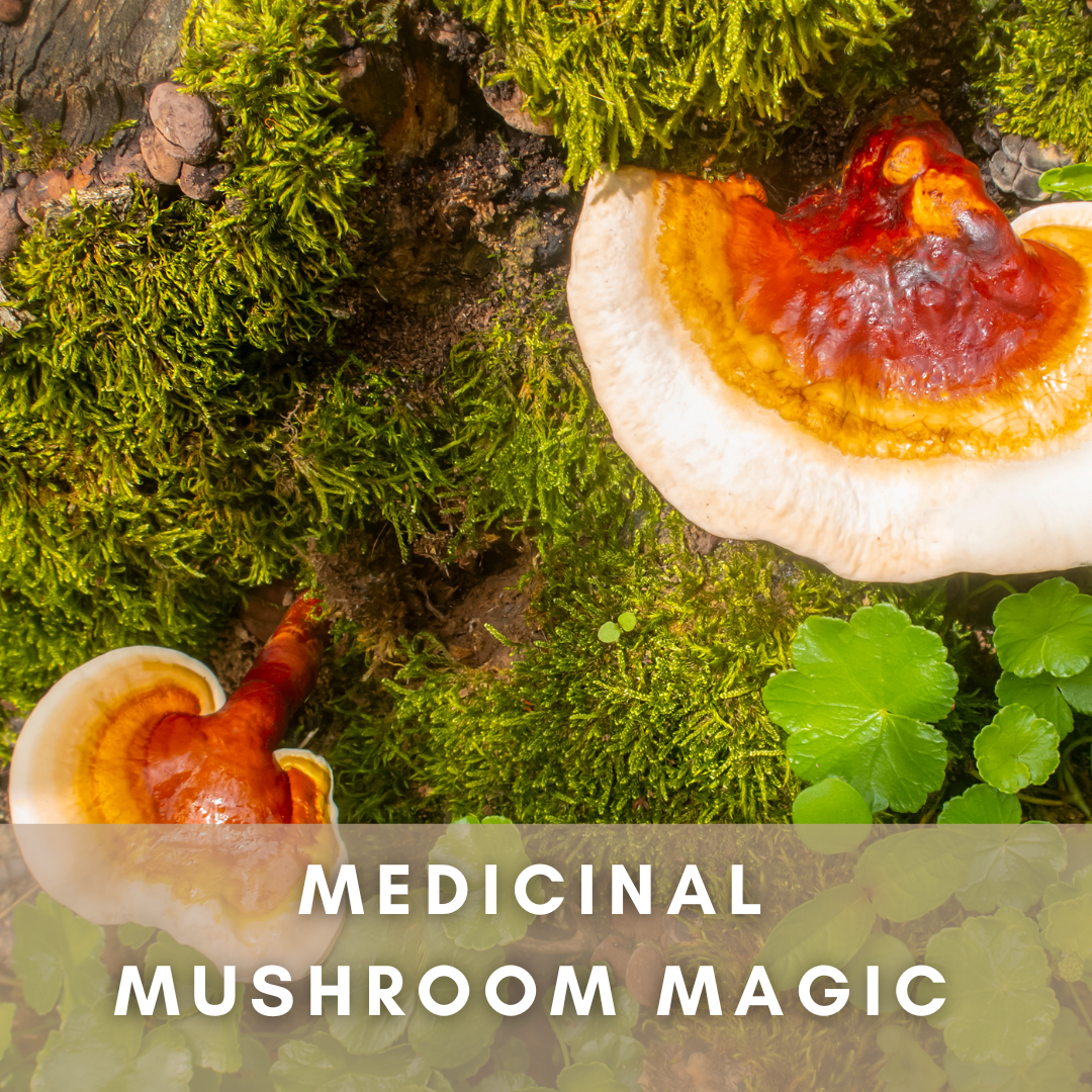 Medicinal Mushroom Magic