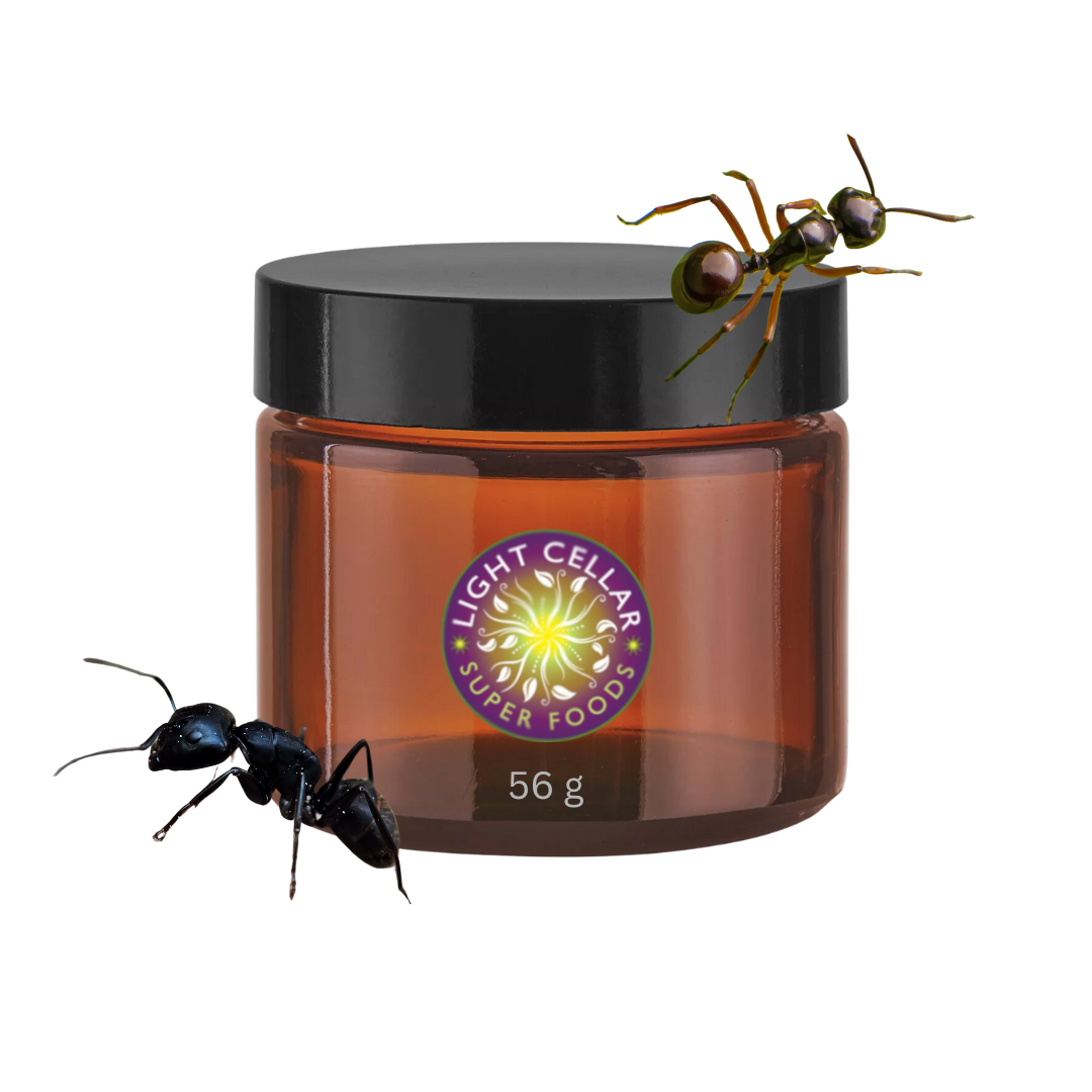 100% PURE POLYRHACHIS Mountain Ant Vic. Roger High Potency Extract powder 100g 100% PURE POLYRHACHIS Mountain Ant Vic. Roger High Potency Extract powder 100g