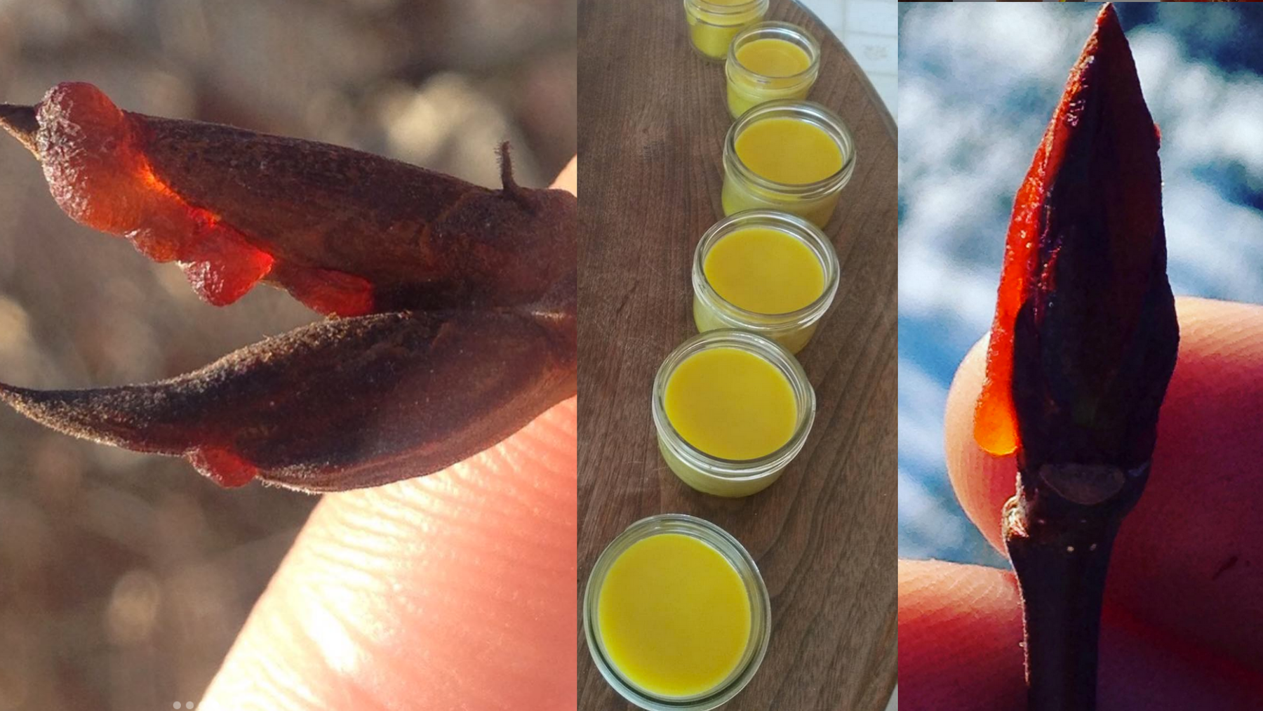 From Bud to Balm: the Complete Guide to Harvesting & Preparing Poplar Bud Medicine