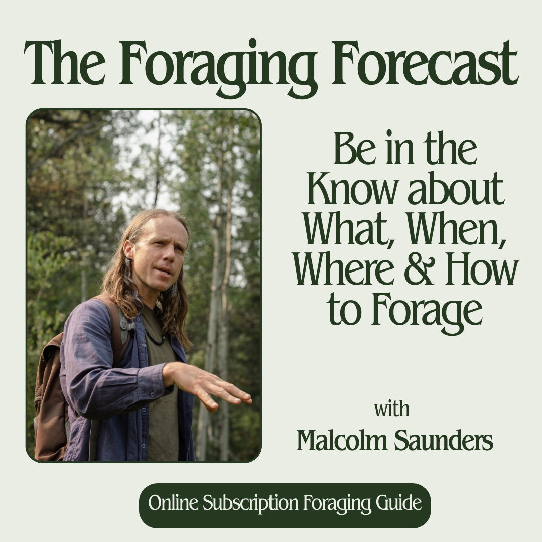 The Foraging Forecast: Be in the Know about What, When, Where & How to Forage - Internal use