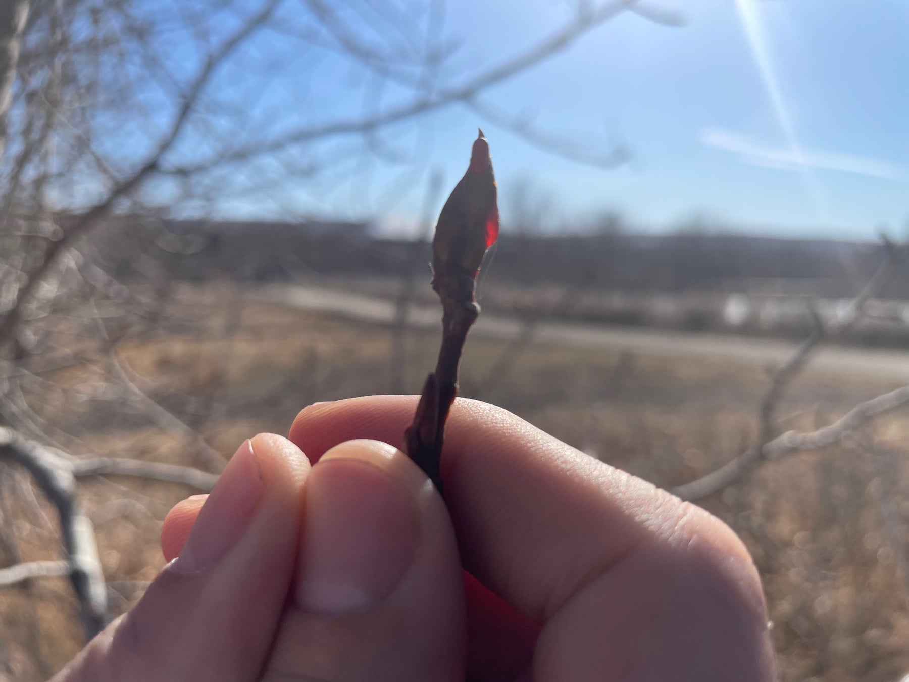 From Bud to Balm: the Complete Guide to Harvesting & Preparing Poplar Bud Medicine
