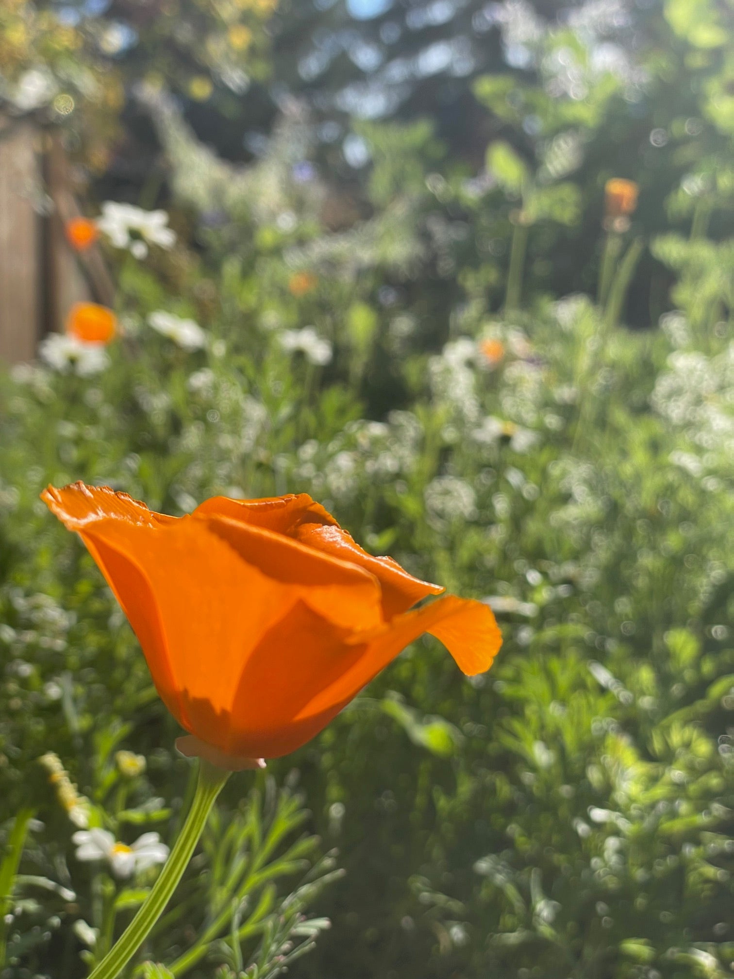 California Poppy Tincture