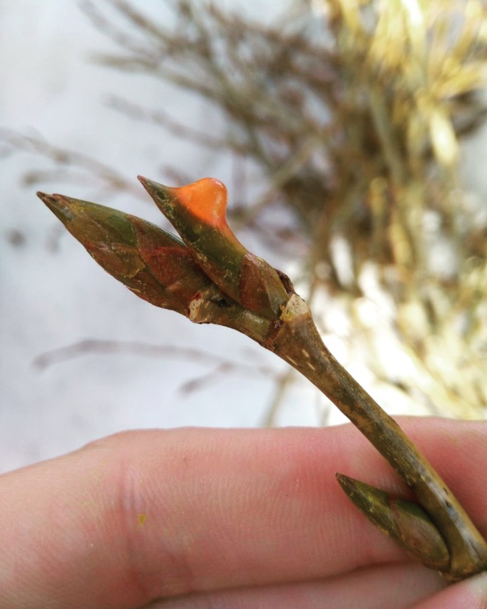 From Bud to Balm: the Complete Guide to Harvesting & Preparing Poplar Bud Medicine