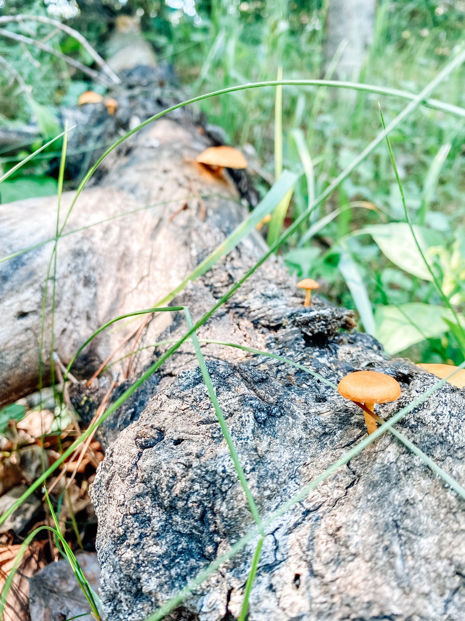 The Foraging Forecast: Be in the Know about What, When, Where & How to Forage - Internal use