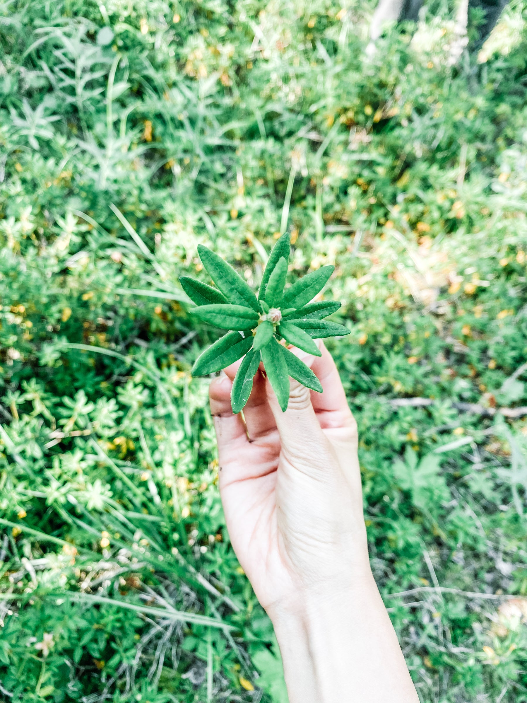 The Foraging Forecast: Be in the Know about What, When, Where & How to Forage - Internal use