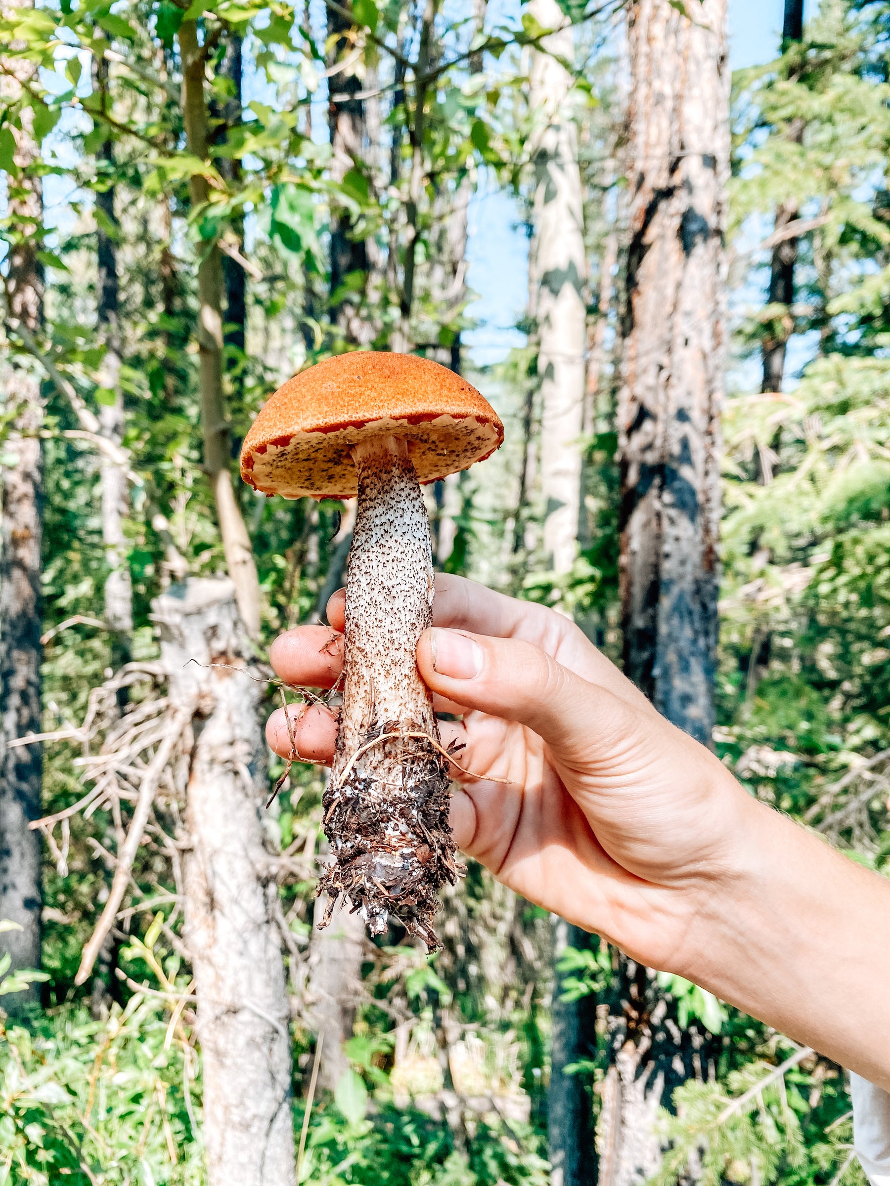 The Foraging Forecast: Be in the Know about What, When, Where & How to Forage - Internal use