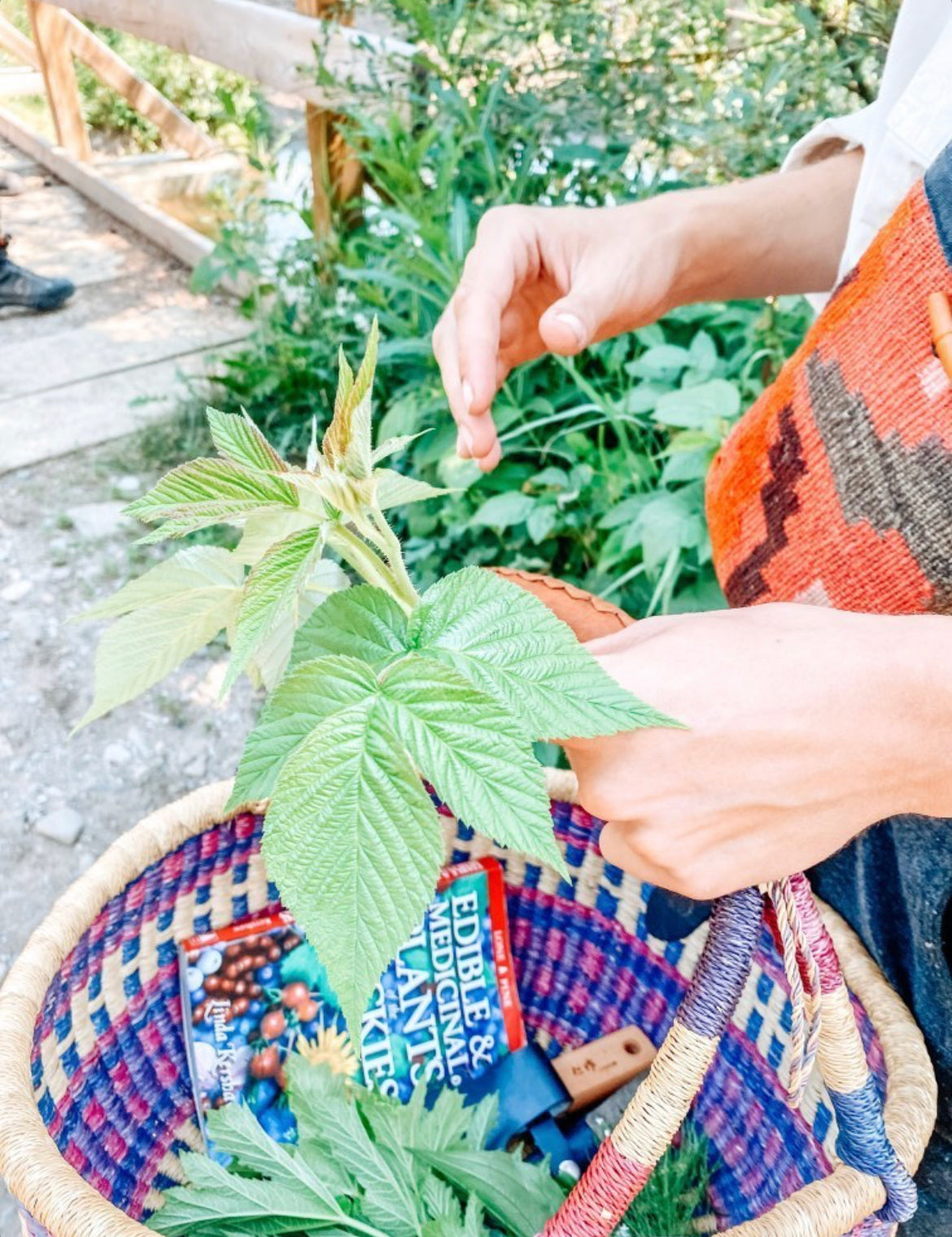 The Foraging Forecast: Be in the Know about What, When, Where & How to Forage - Internal use