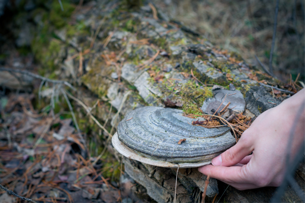 The Healing Powers Of Medicinal Mushrooms