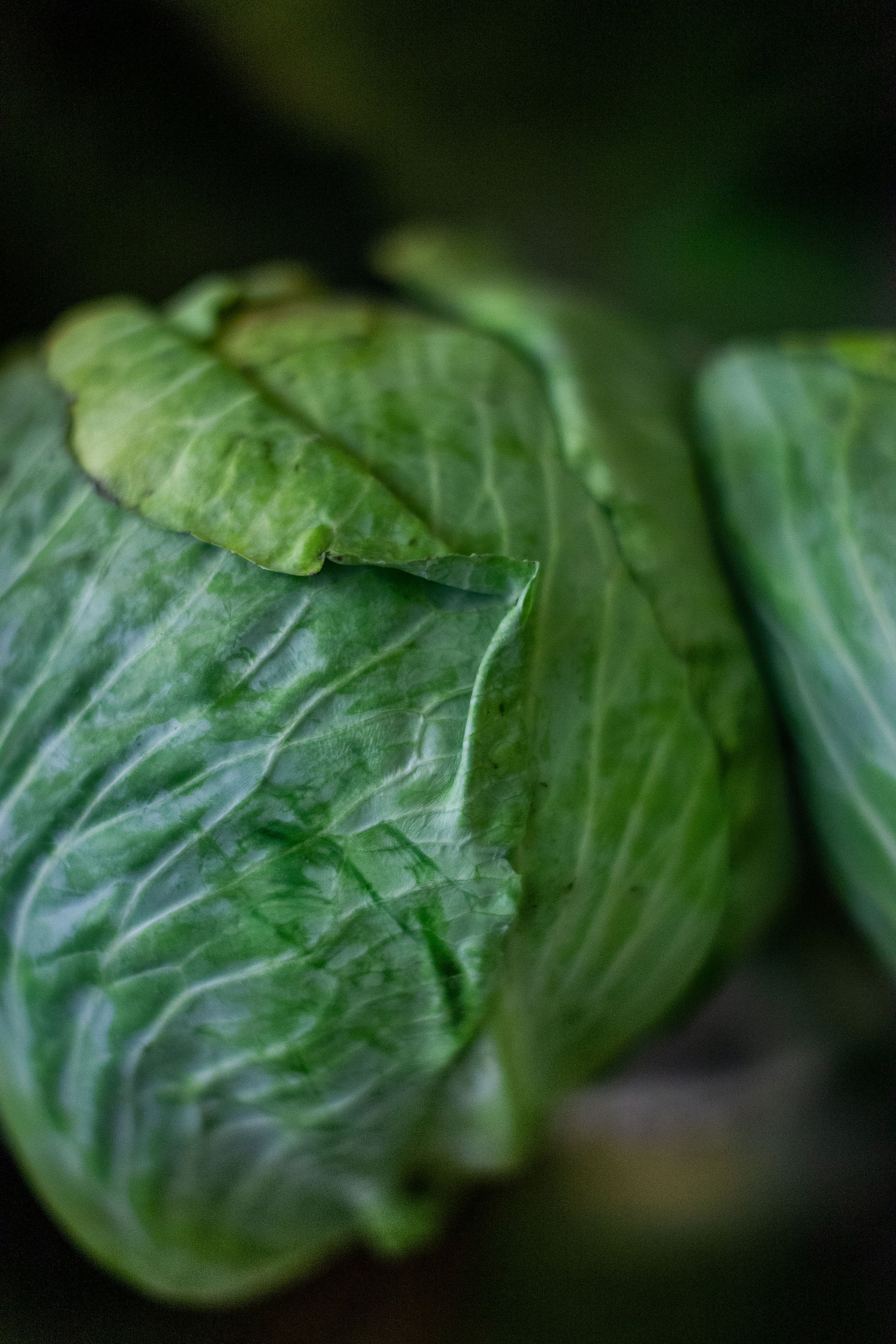 Fermentation: Learn How to Safely & Effectively Ferment Your Food for Greater Digestion & Immunity - TBA