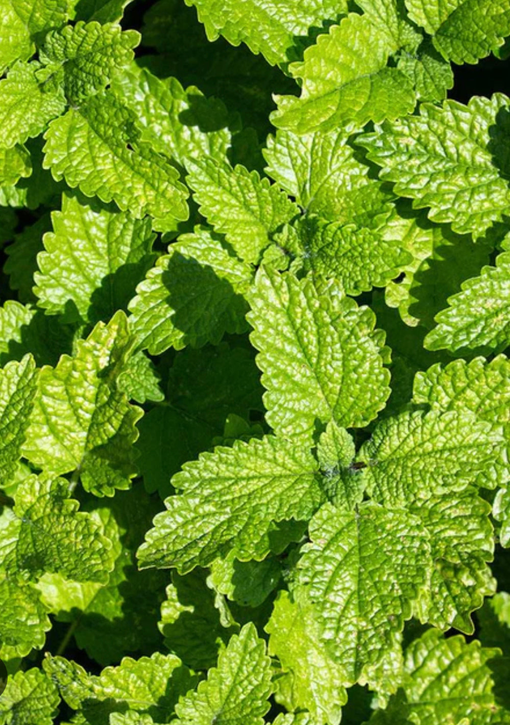 Lemon Balm Hydrosol