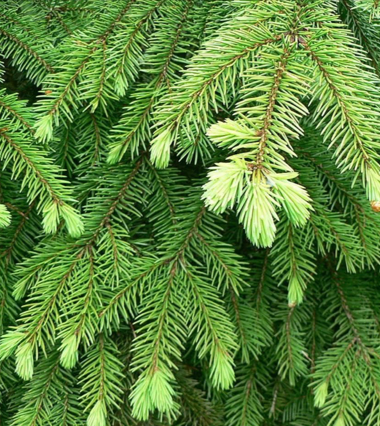 Spruce Hydrosol