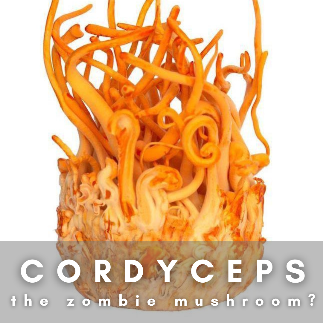 Cordyceps; The Zombie Mushroom?