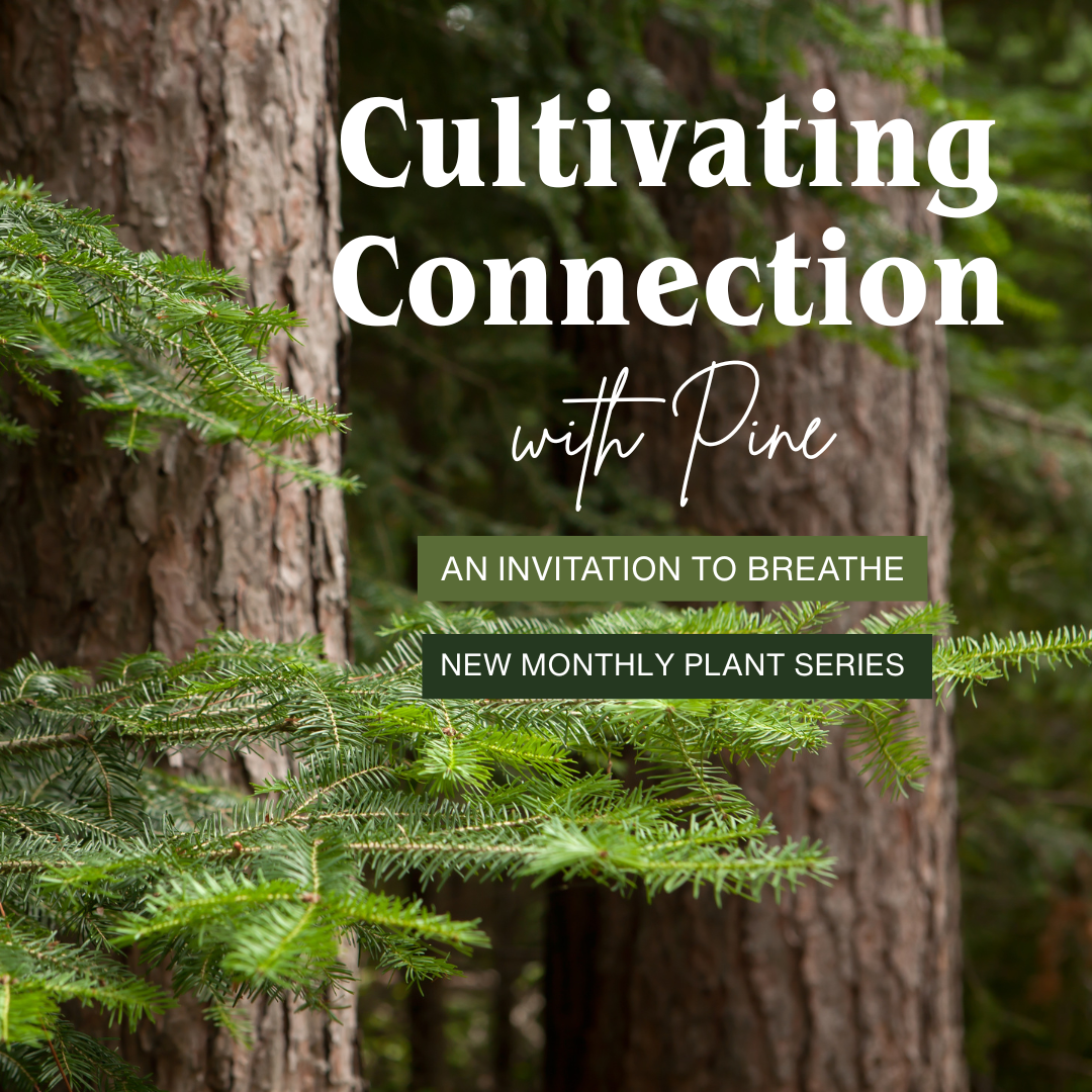 Cultivating Connection with Pine