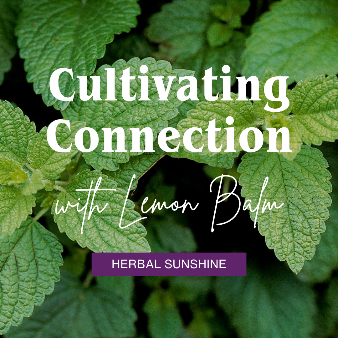 Cultivating Connection with Lemon Balm