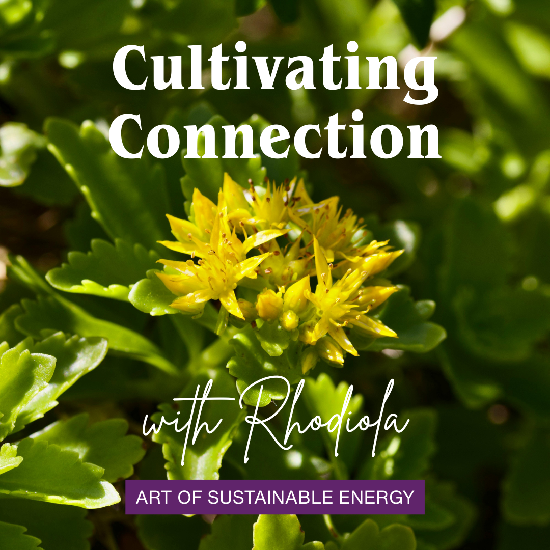 Cultivating Connection with Rhodiola