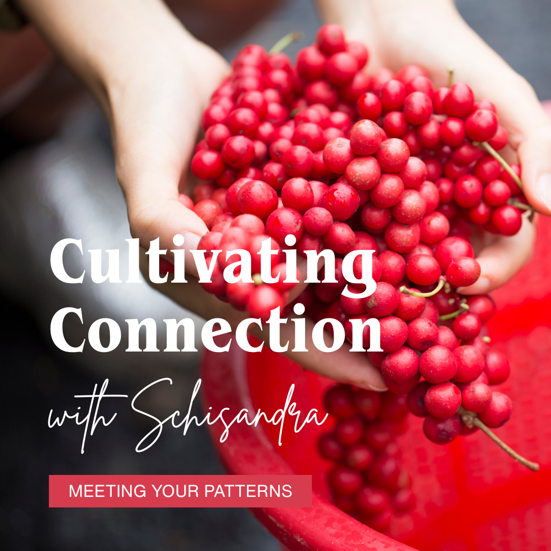 Cultivating Connection with Schisandra