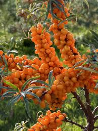 Sea Buckthorn Berries