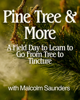 Pine Tree & More: A Field Day to Learn to Go From Tree to Tincture - June 15