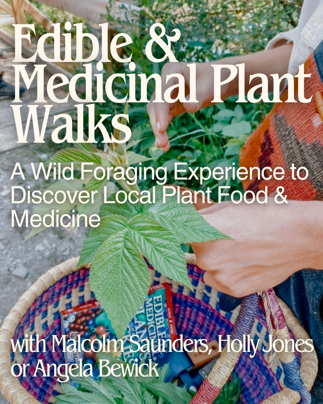 Edible & Medicinal Plant Walks: A Wild Plant Walk & Forage - July & August 2025
