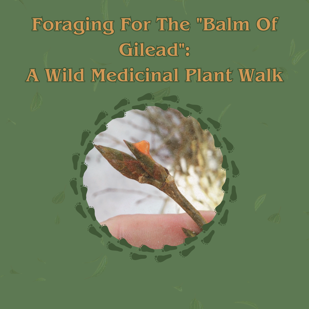 Foraging For The "Balm Of Gilead": A Wild Medicinal Plant Walk