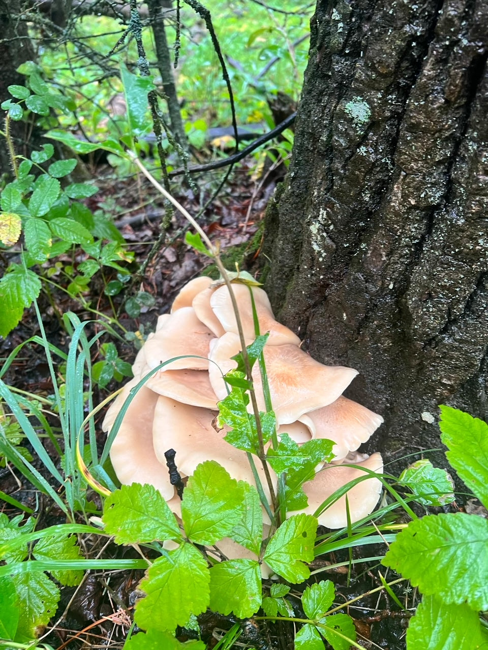 Mushroom Foraging: Learn about Edible & Medicinal Mushrooms of the AB Landscape