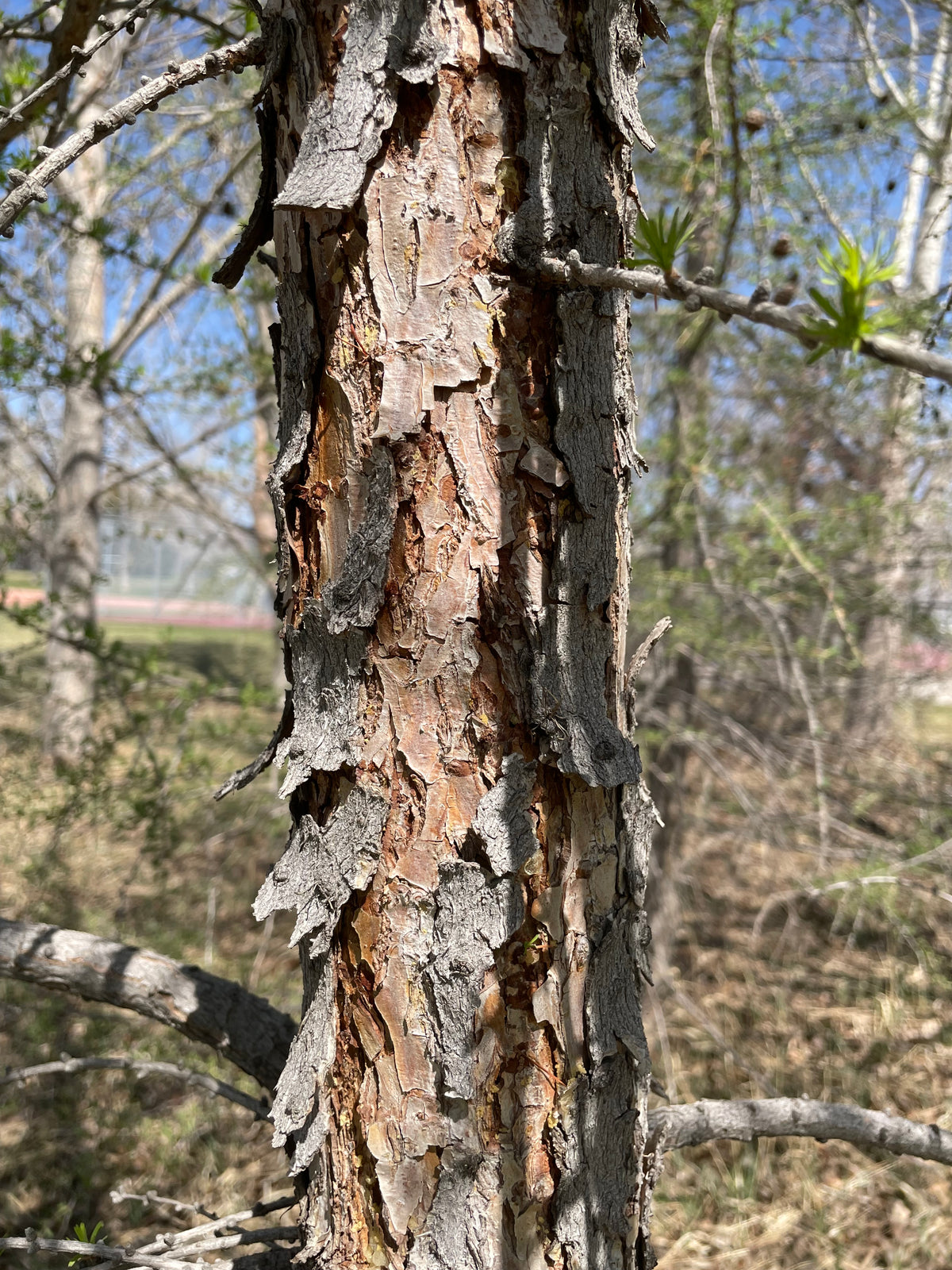 Wild-Harvesting Conifer Bark - April 27