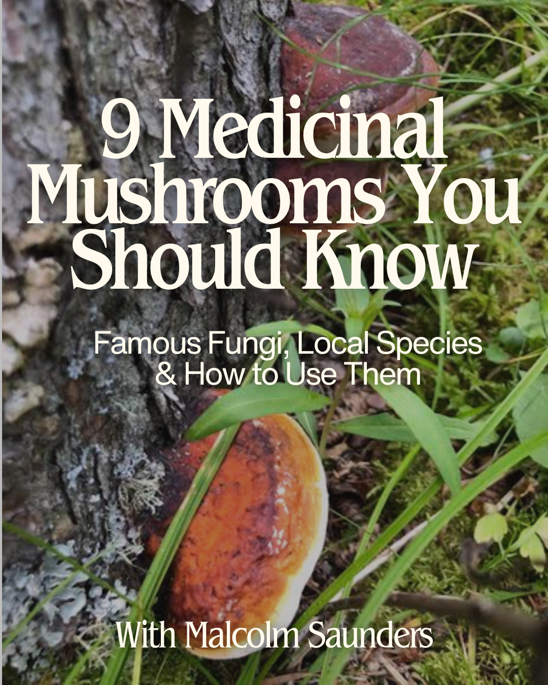 9 Medicinal Mushrooms You Should Know - Autumn 2026