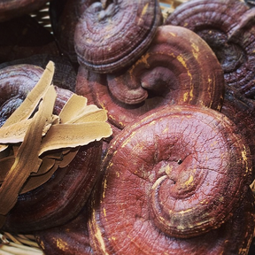 Reishi Relations: A Deep Dive into the Mushroom of Spiritual Potency & Medicinal Wonder - E - course