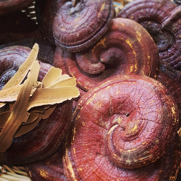 Reishi Relations: A Deep Dive into the Mushroom of Spiritual Potency & Medicinal Wonder - E - course