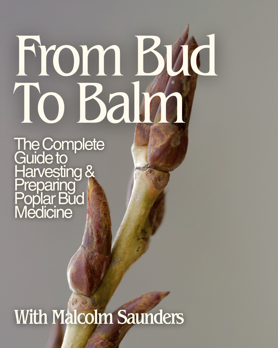 From Bud to Balm: the Complete Guide to Harvesting & Preparing Poplar Bud Medicine