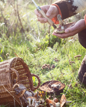 Wild Foods & Medicinal Plant Walk - June 27 or July 5