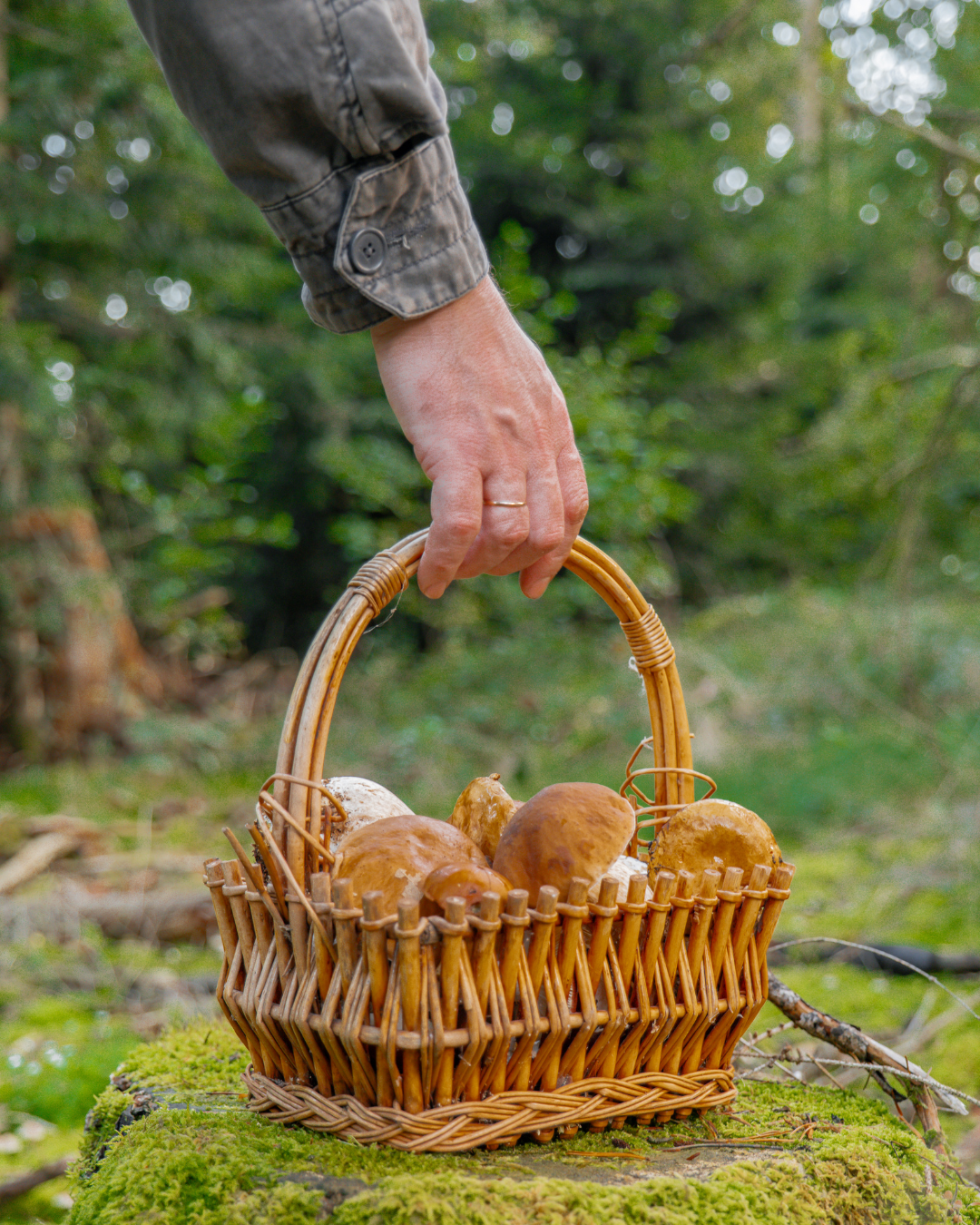 Wild Foods & Medicinal Plant Walk - June 27 or July 5