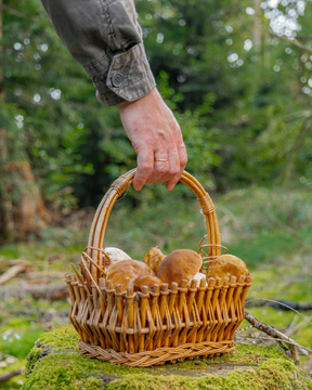 Wild Foods & Medicinal Plant Walk - June 27 or July 5