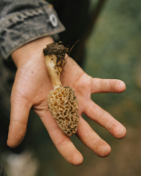 Wild Foods in the Kitchen - July 12