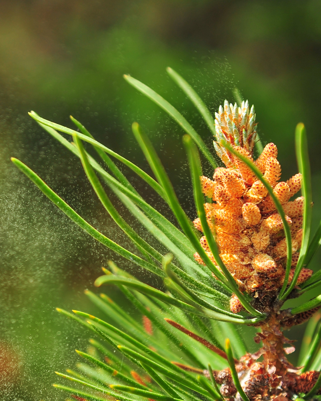 Pine Pollen Harvesting: Tree to Tincture - June 7