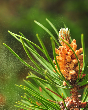 Pine Pollen Harvesting: Tree to Tincture - June 7