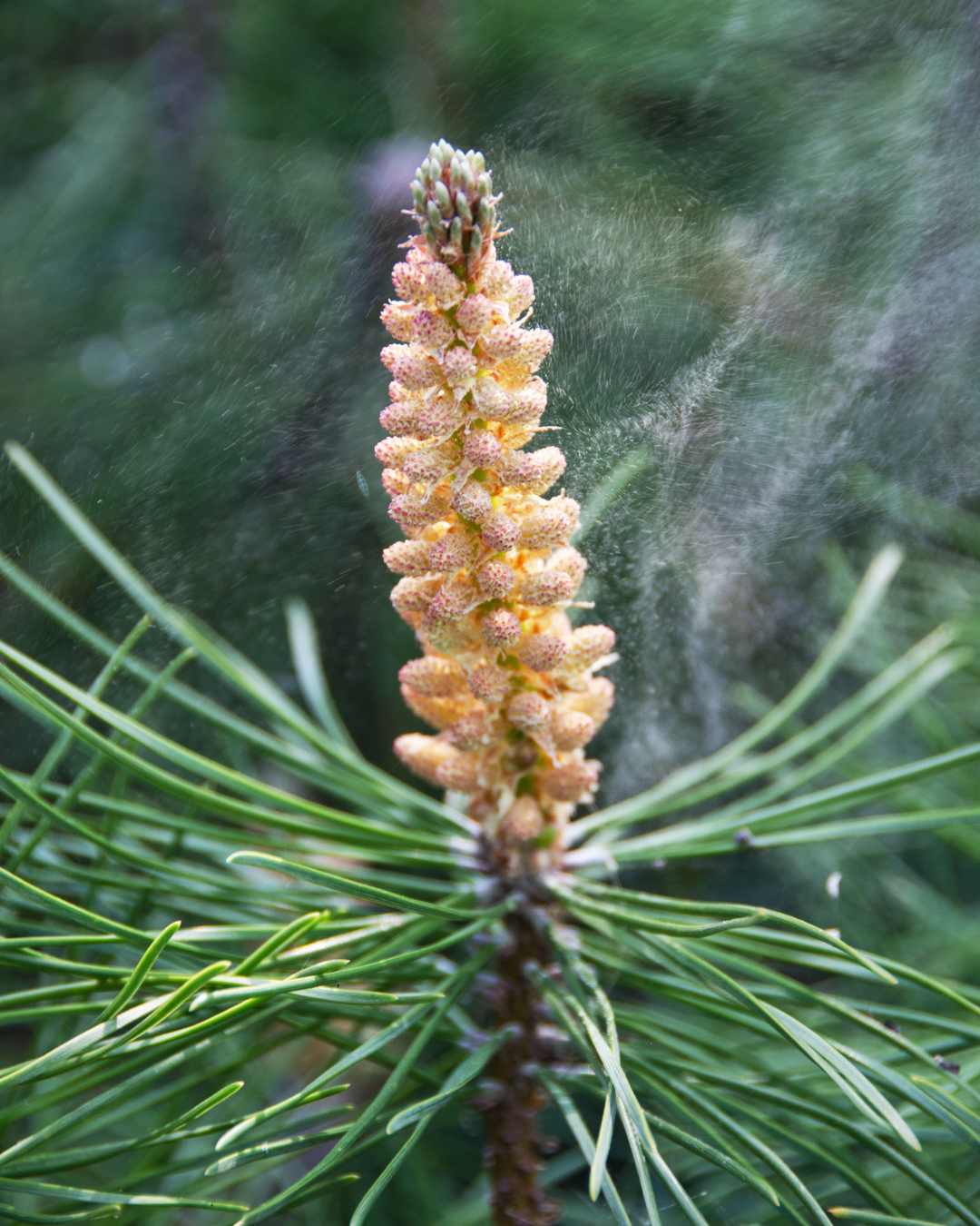 Pine Pollen Harvesting: Tree to Tincture - June 7