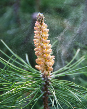 Pine Pollen Harvesting: Tree to Tincture - June 7