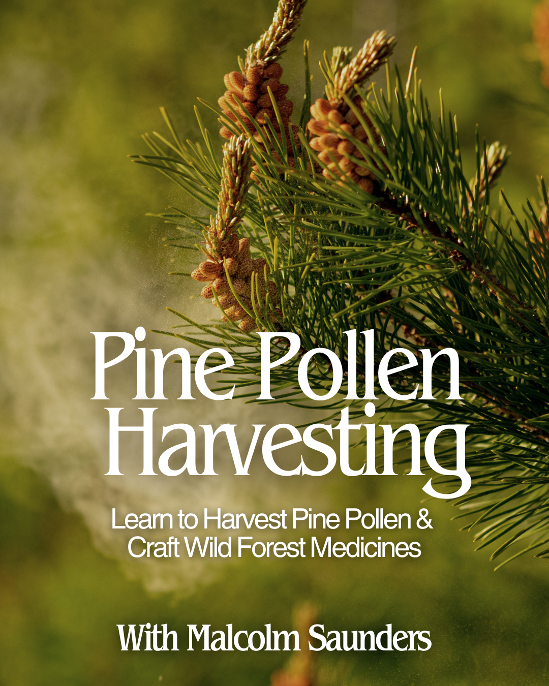 Pine Pollen Harvesting: Tree to Tincture - June 21