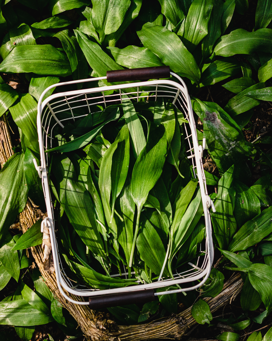 Wild Foods in the Kitchen - July 12