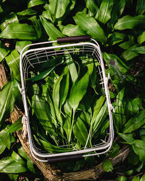 Wild Foods in the Kitchen - July 12