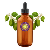 Wild Japanese Knotweed Tincture