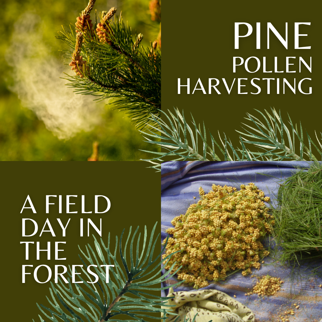 Pine Tree & More: A Field Day to Learn to go From Tree to Tincture - June 2